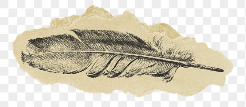 Png feather sticker, Jean Bernard's | Free PNG - rawpixel