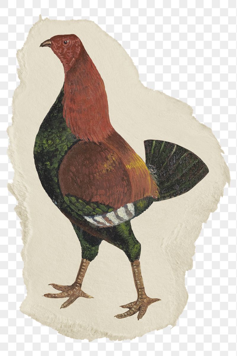 Png fighting cock sticker, vintage | Free PNG - rawpixel