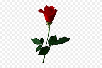Png Flowers - Rose Red For You