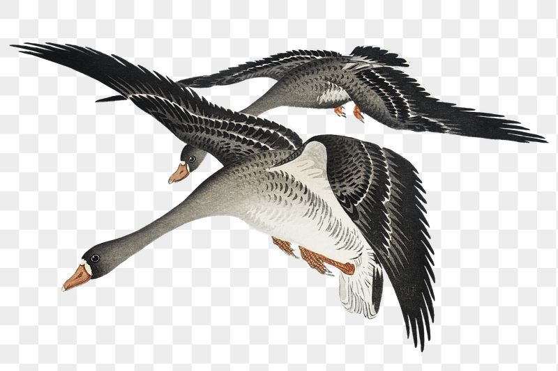 Png flying geese sticker, Ohara | Free PNG - rawpixel