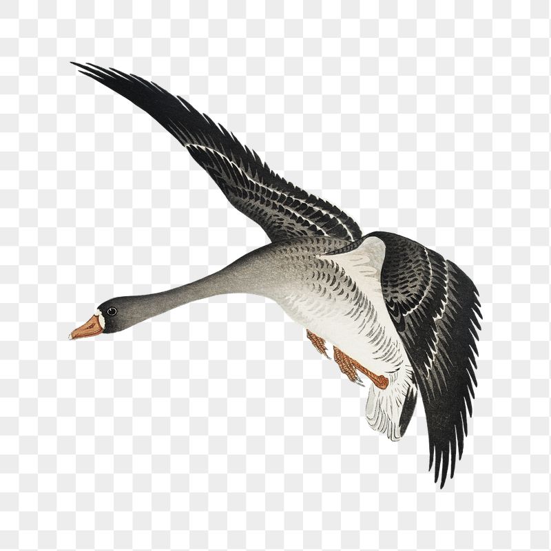 Png flying geese sticker, Ohara | Free PNG - rawpixel