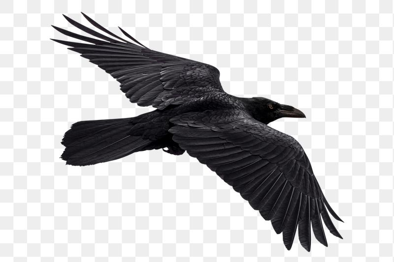 Png flying Raven bird sticker, | Free PNG - rawpixel