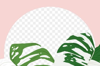 PNG frame monstera  tropical leaf botanical… | Free stock illustration | High Resolution graphic