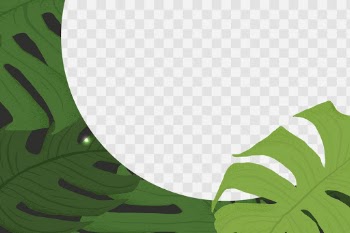 PNG frame monstera  tropical leaf botanical… | Free stock illustration | High Resolution graphic