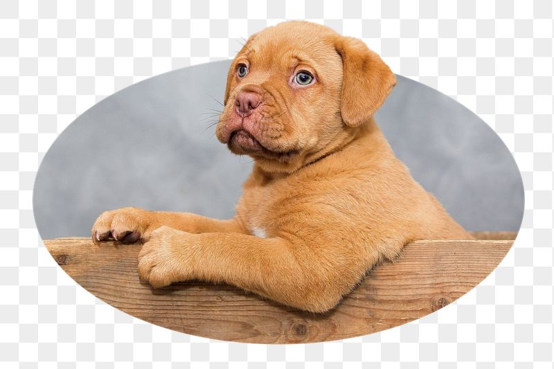 Png French Mastiff dog sticker, | Free PNG - rawpixel