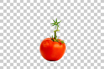 PNG Fresh Organic Tomato with Green Sprouts
