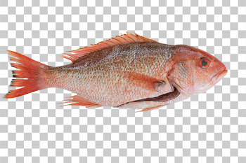 PNG Fresh Red Snapper Fish on White Background
