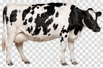 PNG Full Body Profile of a Holstein Dairy Cow