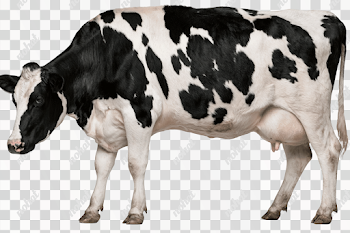 PNG Full Body Side Profile of a Holstein Dairy Cow