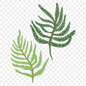 PNG gern leaf sticker plant botanical… | Free stock illustration | High Resolution graphic