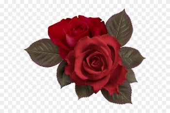 Png Gül Resimleri, Harika Png Gül Resimleri, Süper - Aesthetic Roses Overlay Png