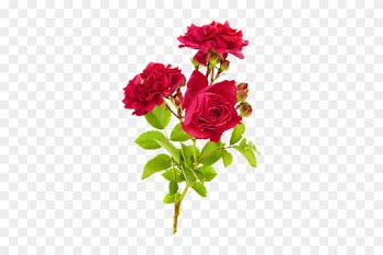 Png Gül Resimleri, Harika Png Gül Resimleri, Süper - Branch Of Roses