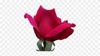 Png Gül Resimleri, Harika Png Gül Resimleri, Süper - Garden Roses
