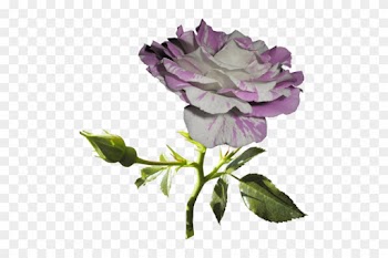 Png Gül Resimleri, Harika Png Gül Resimleri, Süper - Garden Roses
