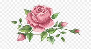 Png Gül Resimleri, Harika Png Gül Resimleri, Süper - Garden Roses