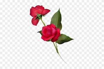Png Gül Resimleri, Harika Png Gül Resimleri, Süper - Garden Roses