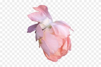 Png Gül Resimleri, Harika Png Gül Resimleri, Süper - Garden Roses