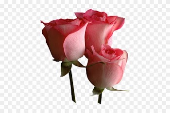 Png Gül Resimleri, Harika Png Gül Resimleri, Süper - Love U Rose Gif