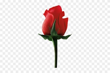 Png Gül Resimleri, Harika Png Gül Resimleri, Süper - Rose