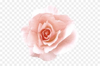 Png Gül Resimleri, Harika Png Gül Resimleri, Süper - Rose