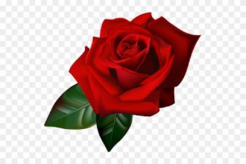 Png Gül Resimleri, Harika Png Gül Resimleri, Süper - Rose Flower Border Transparent