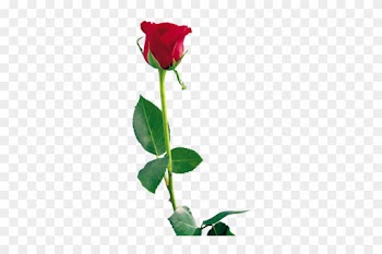 Png Gül Resimleri, Harika Png Gül Resimleri, Süper - Rose Png Hd