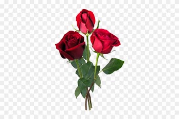 Png Gül Resimleri, Harika Png Gül Resimleri, Süper - Rose Tree Hd Png
