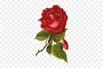 Png Gül Resimleri, Harika Png Gül Resimleri, Süper - Victorian Rose