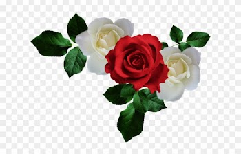 Png Gül Resimleri, Harika Png Gül Resimleri, Süper - White Rose
