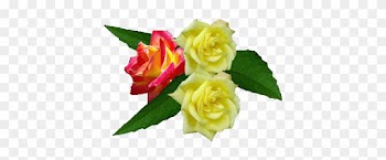 Png Gül Resimleri, Muhteşem Çiçek Resimleri, Süper - Beautiful Roses