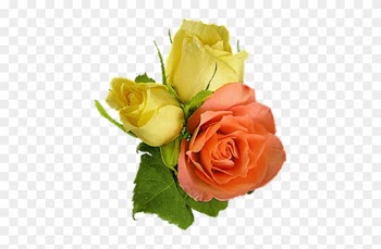 Png Gül Resimleri Rose Png Images - Beach Rose