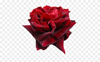 Png Güller,papatyalar,demet Çiçekler ,buketler,çiçek - Garden Roses