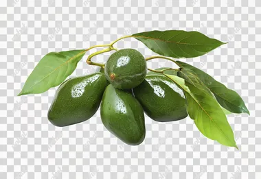 PNG Glossy Green Avocado Cluster with Leaves