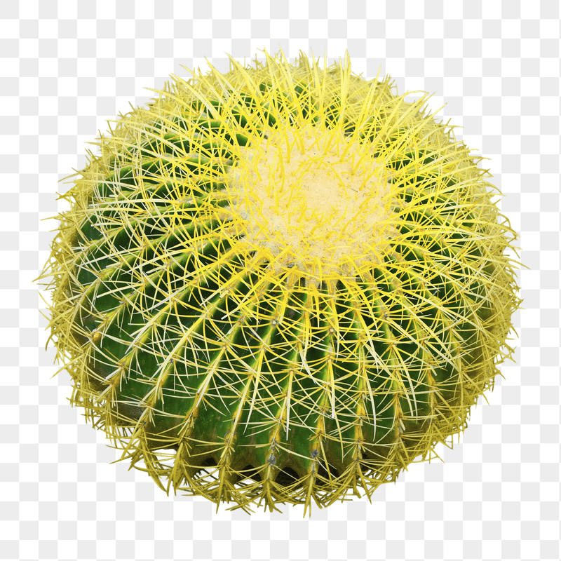 PNG Golden barrel cactus sticker, | Free PNG - rawpixel