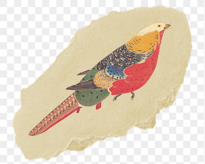 Png Golden Pheasant sticker, Ito | Free PNG - rawpixel