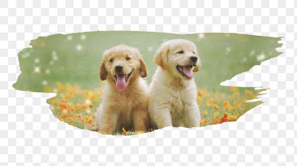 PNG golden retriever puppies, brush | Free PNG - rawpixel