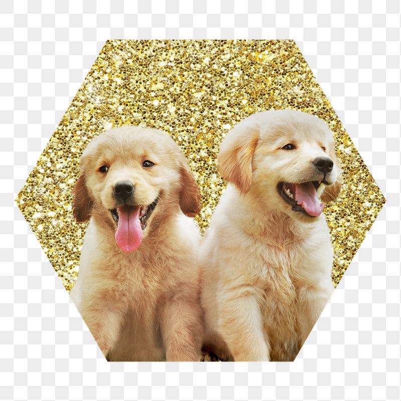 Png Golden retriever puppies png | Free PNG - rawpixel
