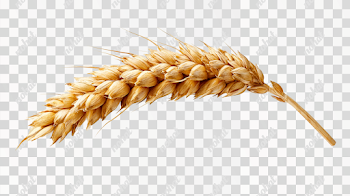 PNG Golden Wheat Ear Close-Up