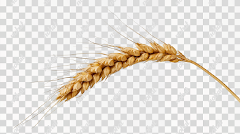 PNG Golden Wheat Ear on White Background