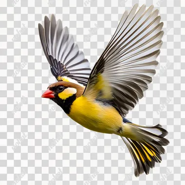 PNG Goldfinch in Flight Over Open Fields - PNG for Graphic Design PNG Goldfinch in Flight Over Open Fields - PNG for Graphic Design