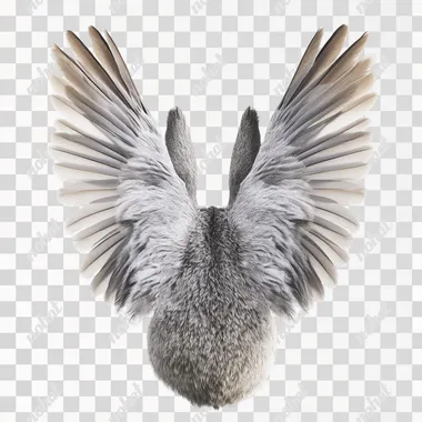 PNG Gray Dove Wings and Rabbit Ears in Flight Over a Pure White Space