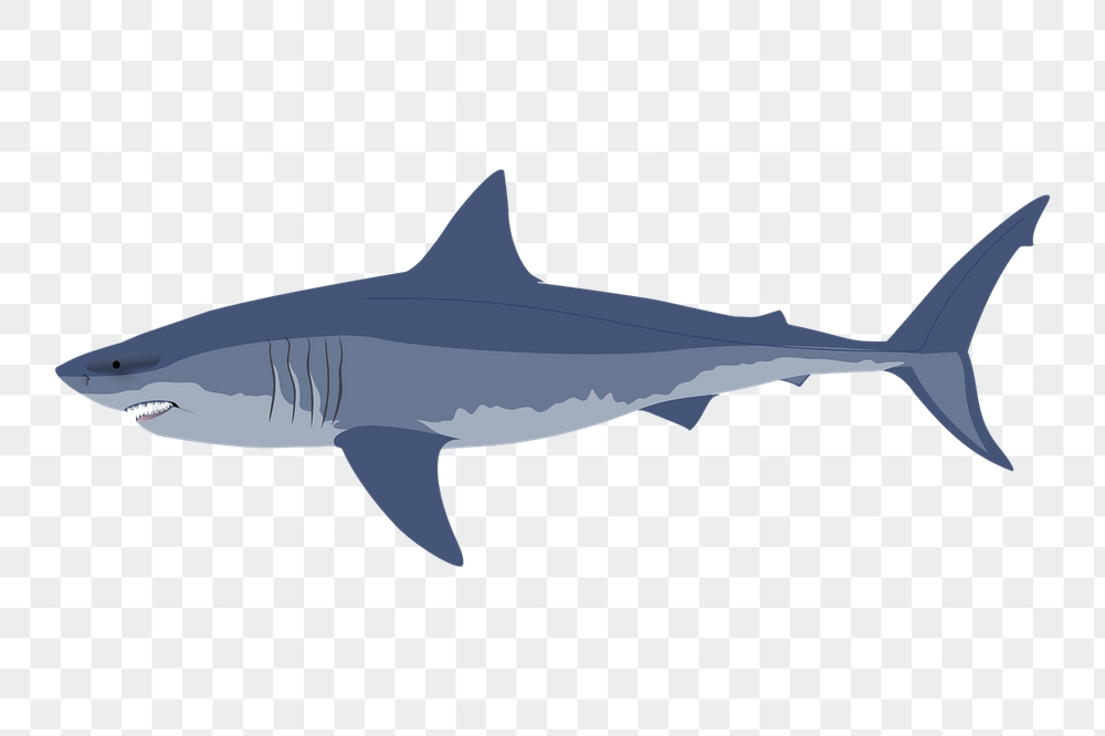 Png great white shark sticker, | Free PNG - rawpixel