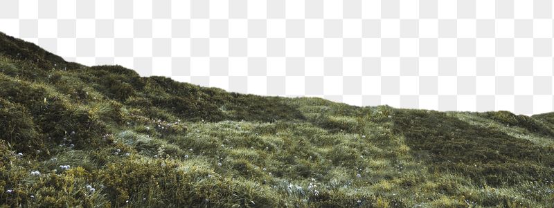 Png green grass border, beautiful | Free PNG - rawpixel