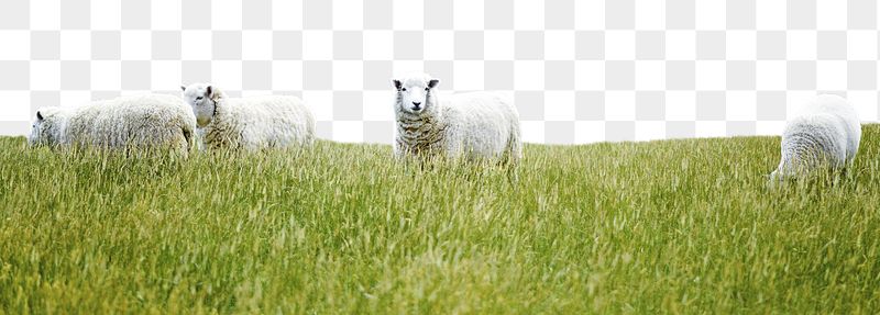 Png green meadow border, sheep, | Free PNG - rawpixel