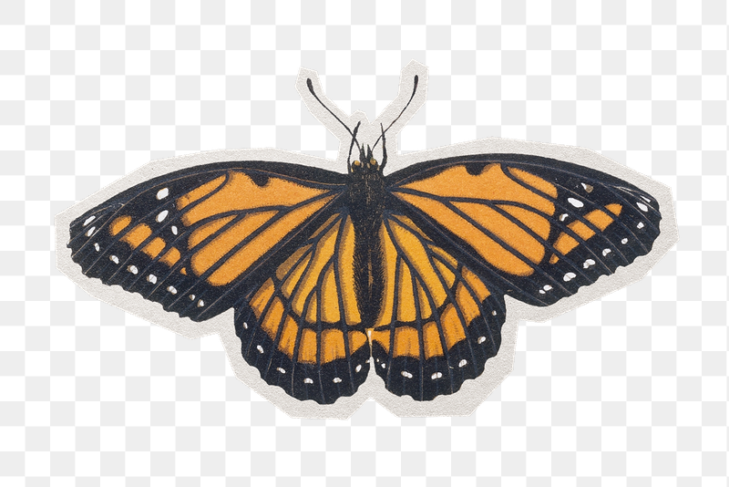 Png hand drawn butterfly  | Free PNG - rawpixel