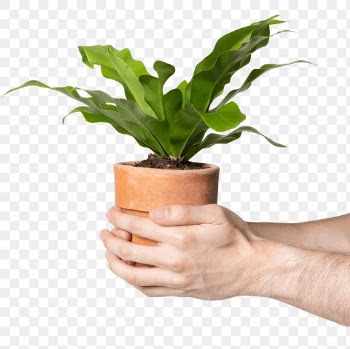 Png hand holding plant mockup save the… | Free stock illustration | High Resolution graphic