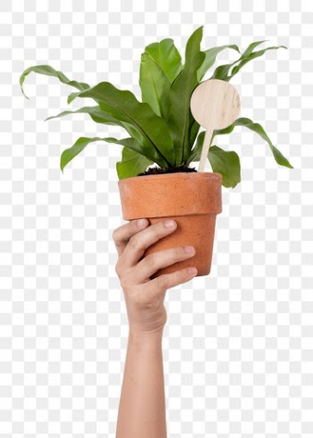 Png hand mockup holding potted bird's nest… | Free stock illustration | High Resolution graphic