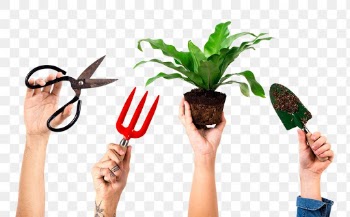 Png hand mockups DIY repotting houseplant… | Free stock illustration | High Resolution graphic