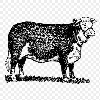 PNG Hereford cattle, vintage farm | Free PNG Illustration - rawpixel
