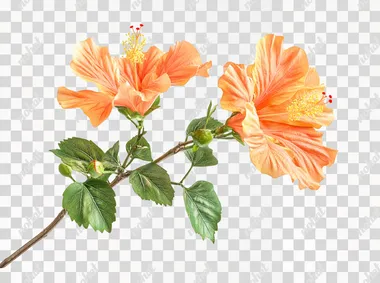PNG Hibiscus flowers with green leaves in tropical garden setting PNG Hibiscus flowers with green leaves in tropical garden setting